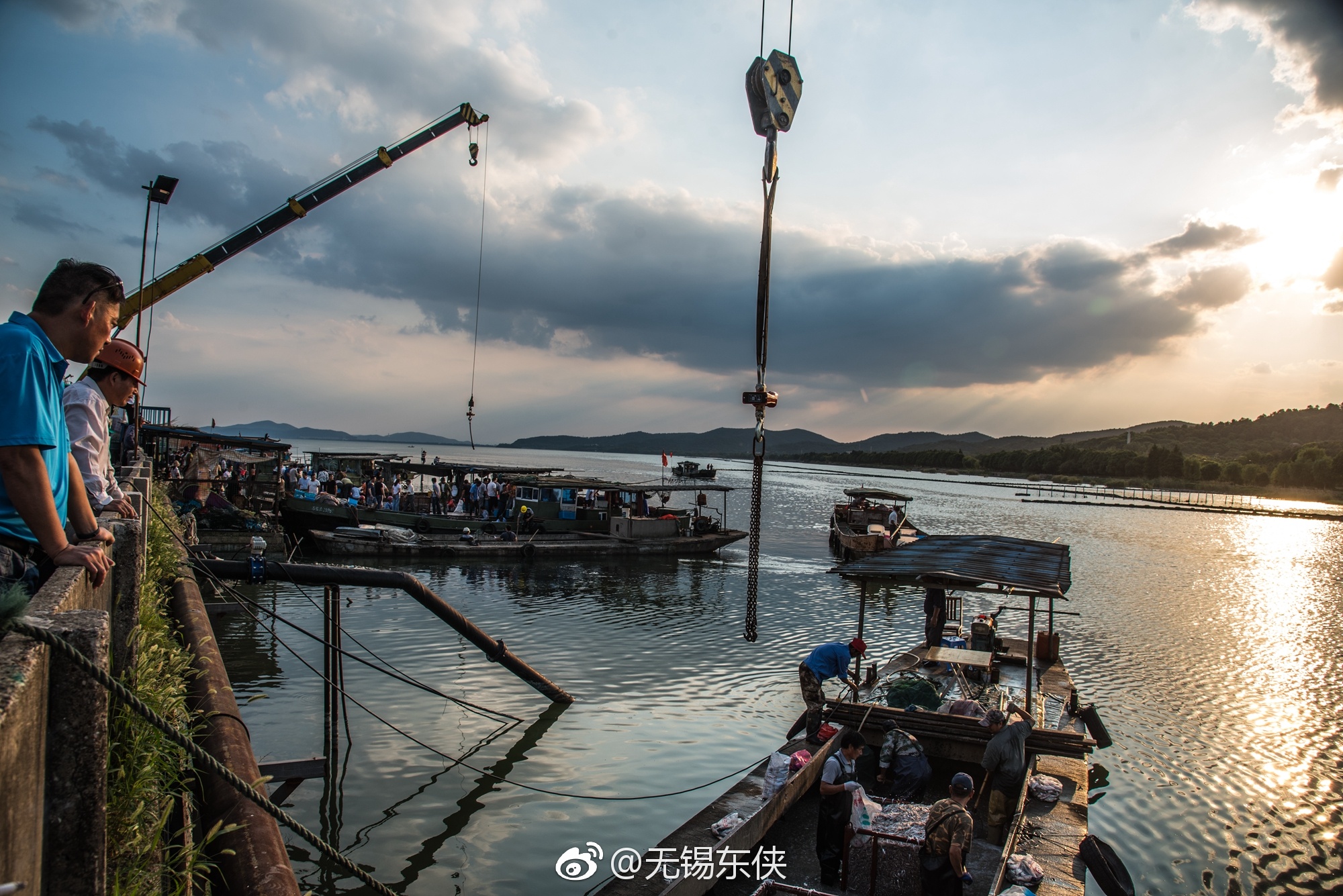 太湖开捕后,无锡已经进入高踏网捕鱼,捕鱼船上最多的就是梅鲚鱼
