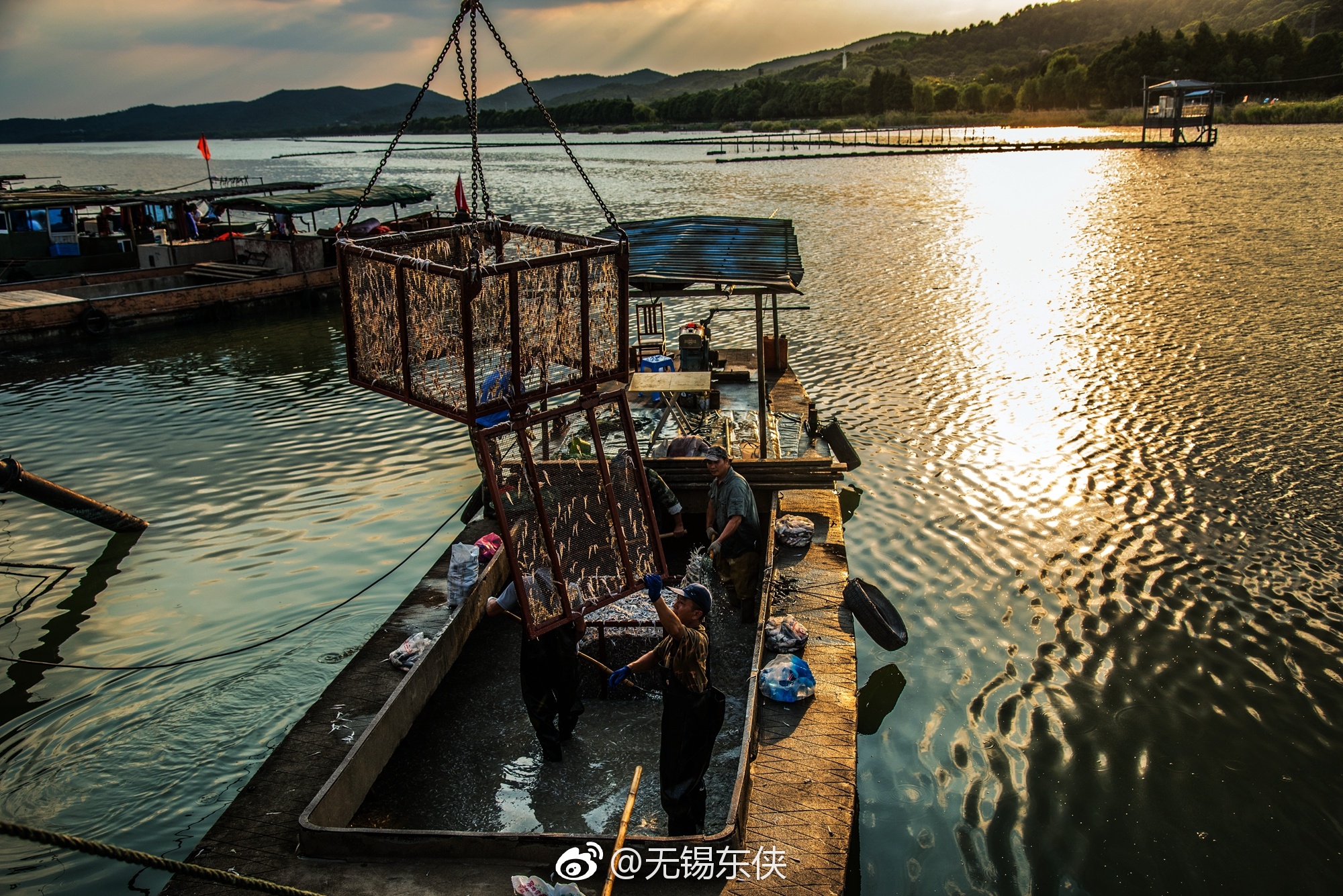 太湖开捕后,无锡已经进入高踏网捕鱼,捕鱼船上最多的就是梅鲚鱼