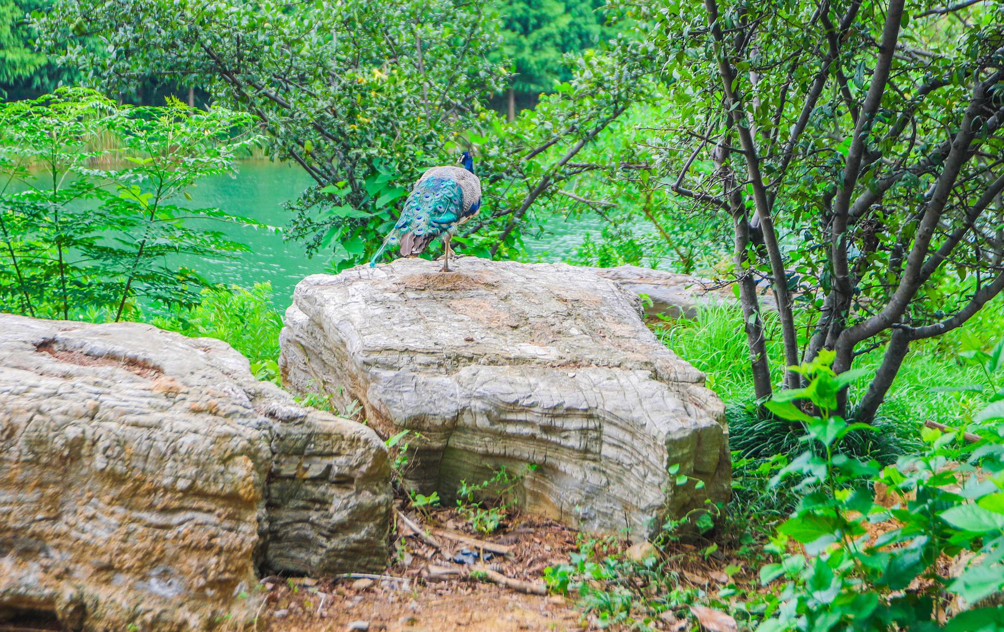 江苏最美景区之一,常年可见孔雀激情对歌?