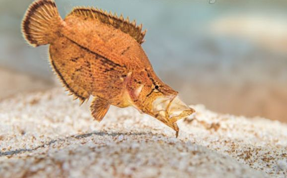 因为拥有一张可伸缩的长嘴叶鱼的捕食速度可以达到02秒