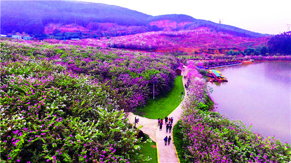 航拍广州花都志惠农场千亩宫粉紫荆花如同大地调成的五色板