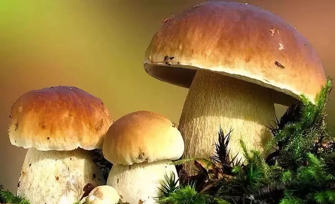 吃货们来瞅瞅腾冲的野生菌 见过的没见过的都在这了