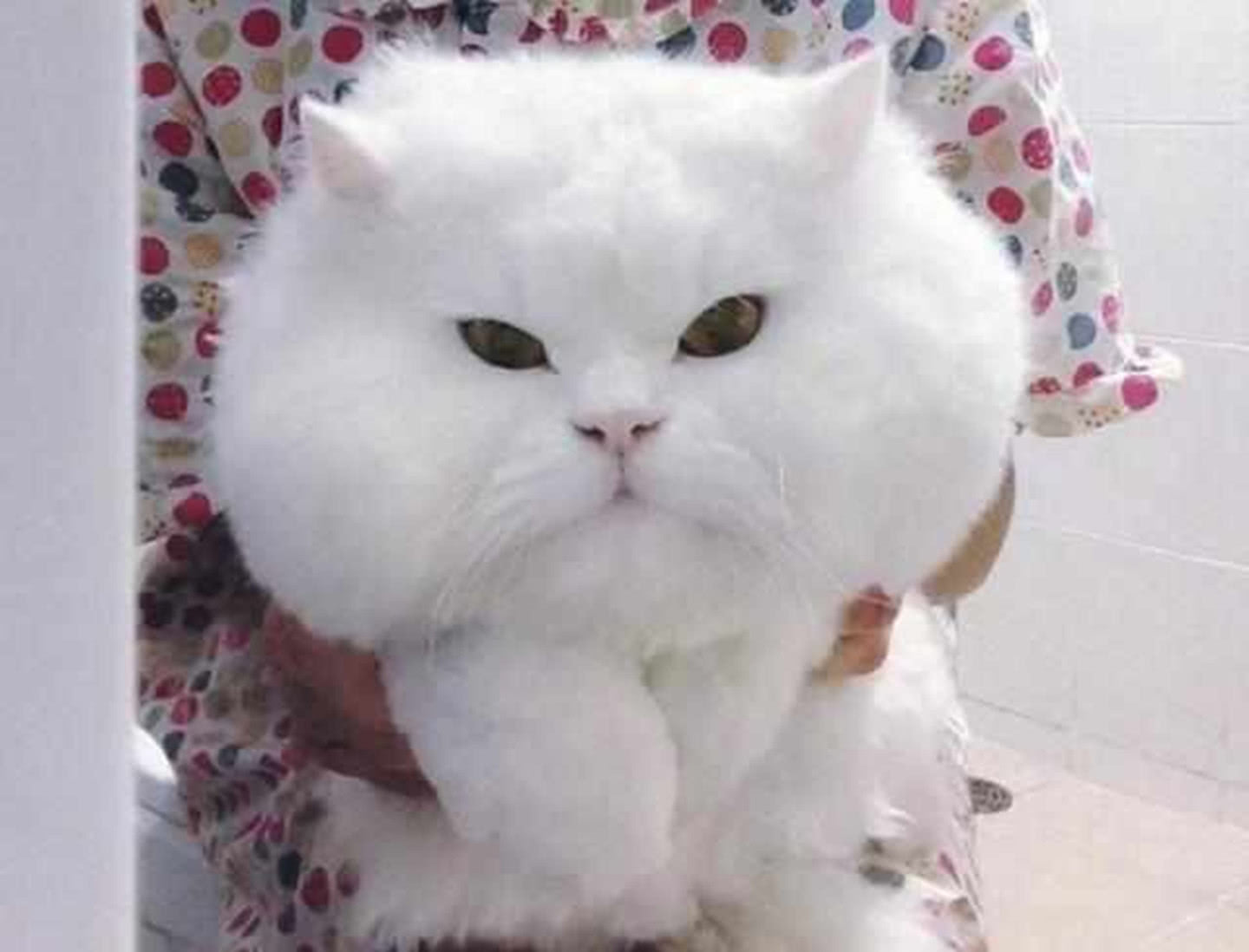 猫咪被宠成肥大胖,毛绒绒的像极棉花糖,网友看了瞬间被萌翻!