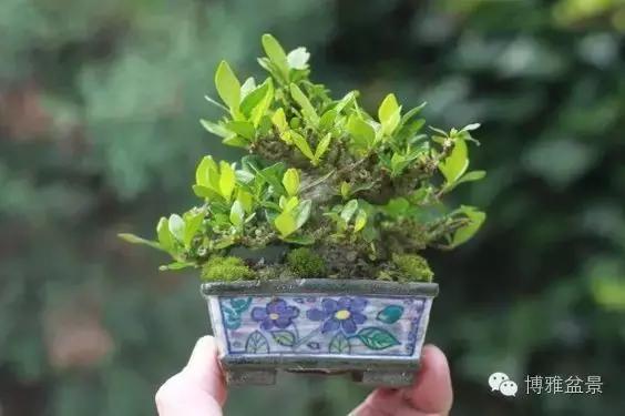 一生守候的盆景 栀子花|栀子|栀子花|盆景_新浪新闻