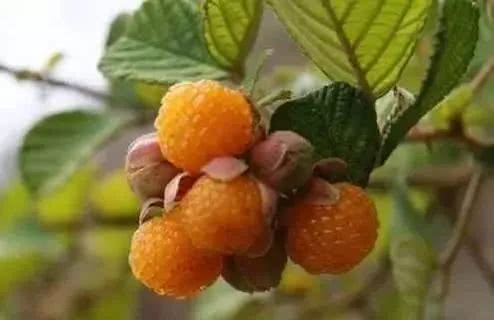 楚雄人小时候抢着吃的野果,现在好多人叫不出它的名字!