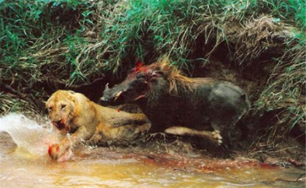 动物世界残忍厮杀的悲剧瞬间平头哥再强小平头还是难逃一死