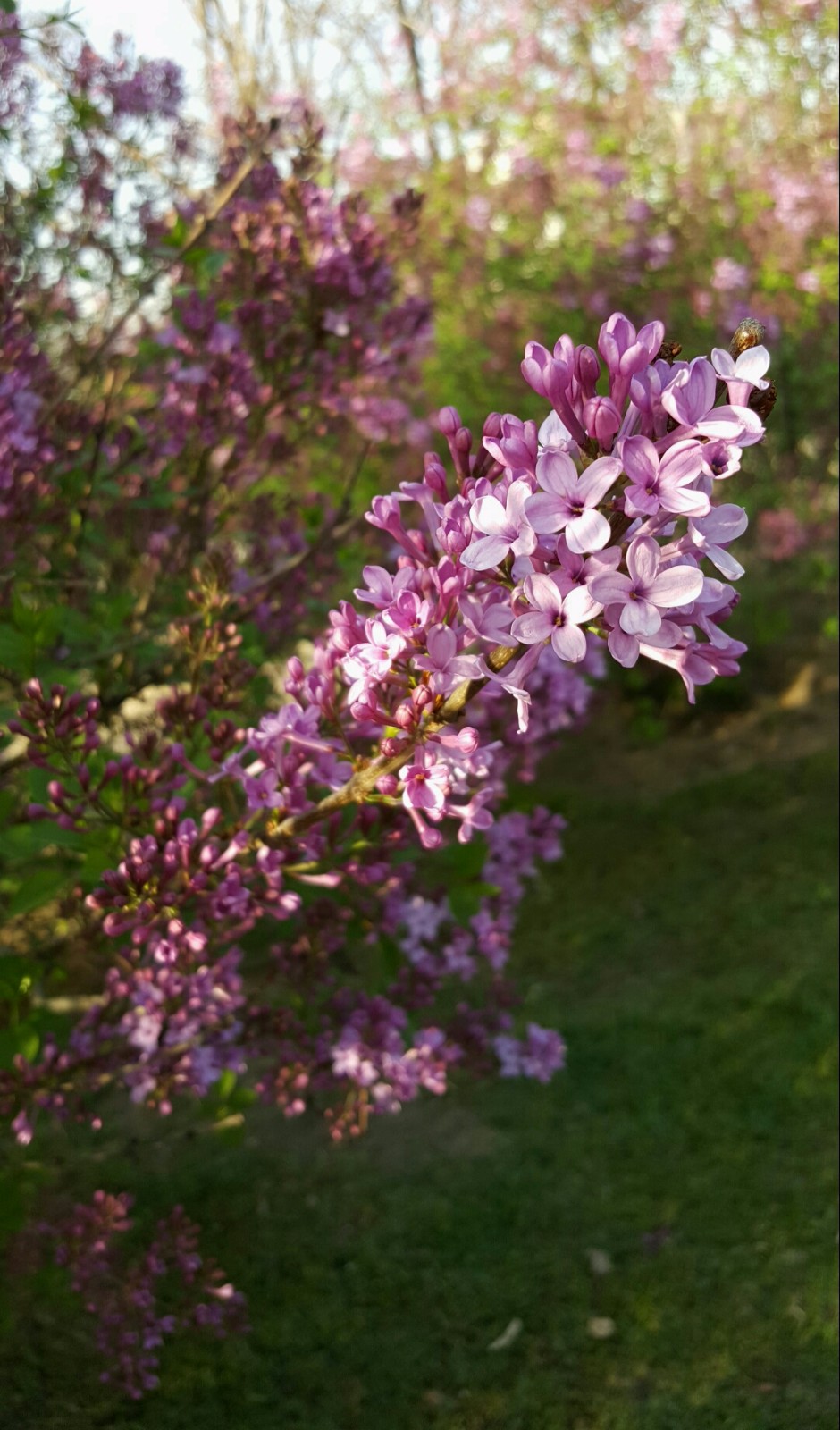 紫丁香原产中国华北地区,在中国已有1000多年的栽培历史,是中国的名贵