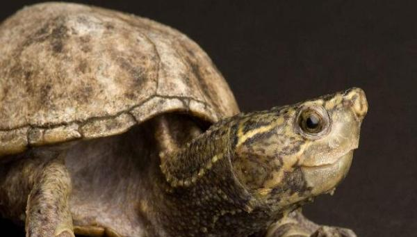 世界上十大最凶猛的龟听说第一名能跟鳄鱼有一拼