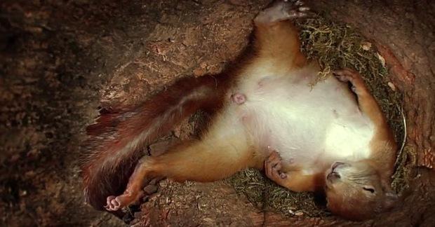 一名学者在松鼠的窝内安装了监视器,成功拍到了怀孕松鼠妈妈生产过程