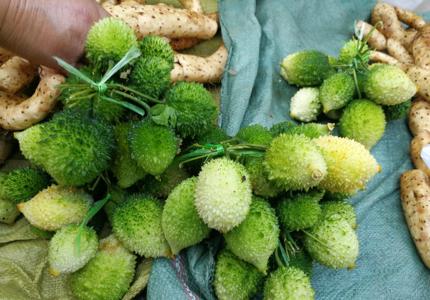 野生的苦瓜,和种植的差别大了去了,在别处很少能看到,好像是这里的