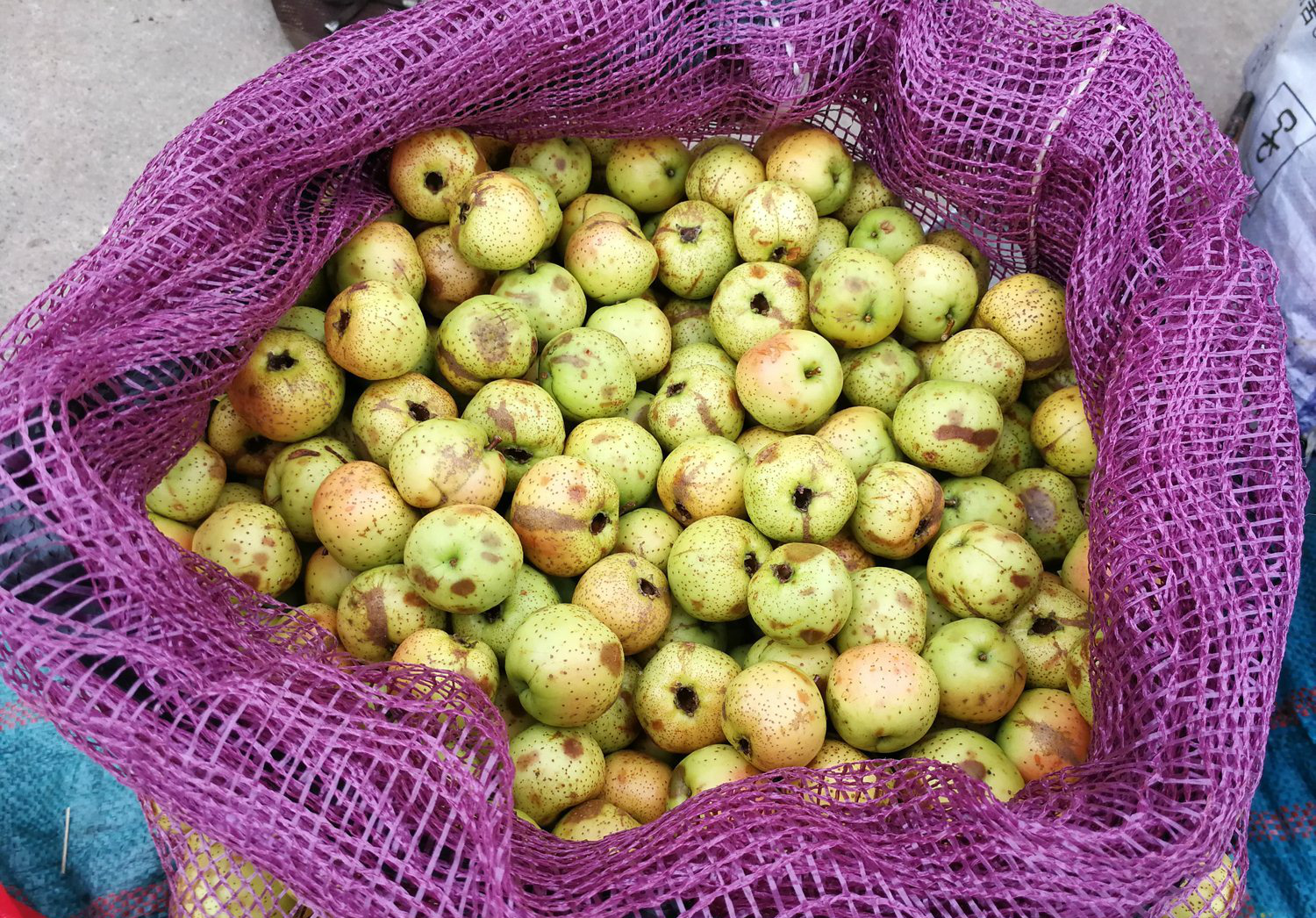 野生的山楂,也是山里的野果之一,颜色是绿色的,像青枣一样,非常的新鲜