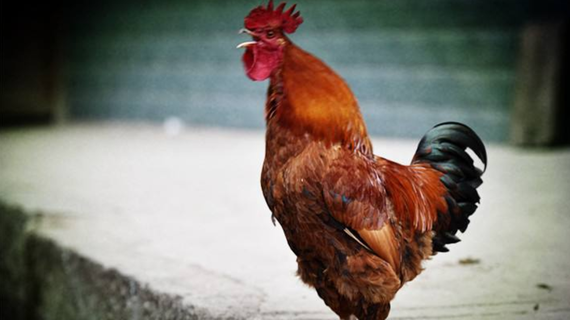 农村一到四点多公鸡就会鸣叫,为什么每天这么准时,今天算知道了