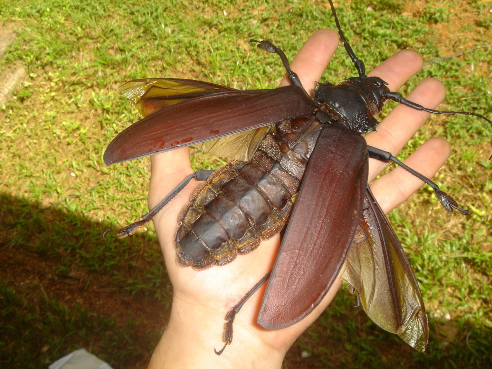 巴掌大的巨型虫子见过吗法国外籍兵团在西非实拍各种怪兽