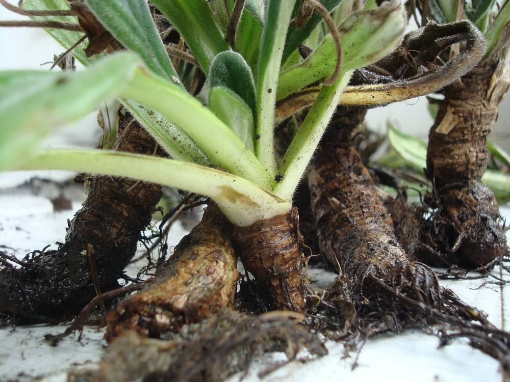 农村岩石上这种野草,人称"岩白菜",止咳有奇效,如今20元一斤