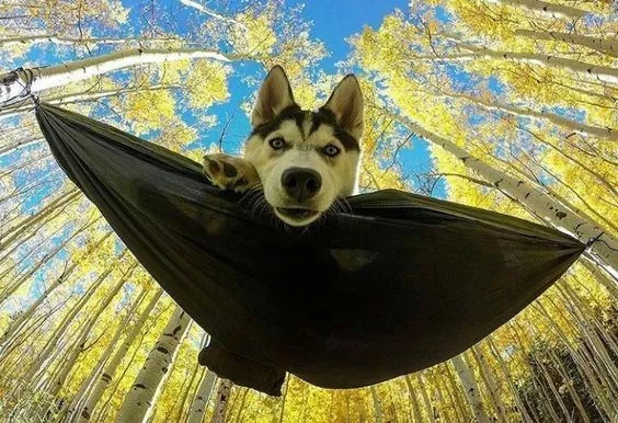 看到狗狗躺在吊床悠闲的画面,真觉得自己活的不如狗!