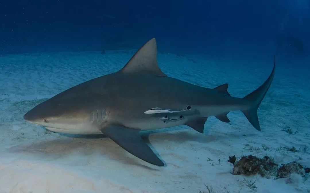 掠食性鲨鱼,大白鲨为何要吃人?