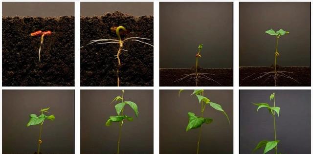 用600小时,记录1粒种子萌芽全过程,超震撼的延时摄影