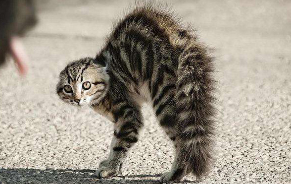 猫咪受到惊吓时,它们的内心是崩溃的[喵喵]