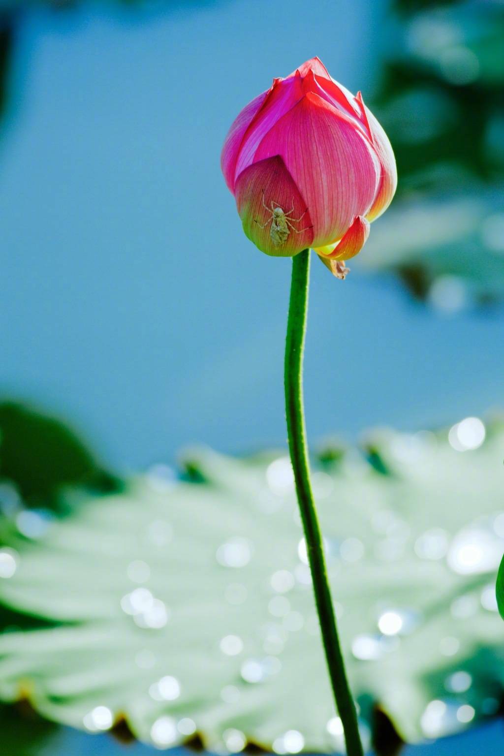 来生愿做一朵莲,静静盛开在佛前,出淤泥不染倚