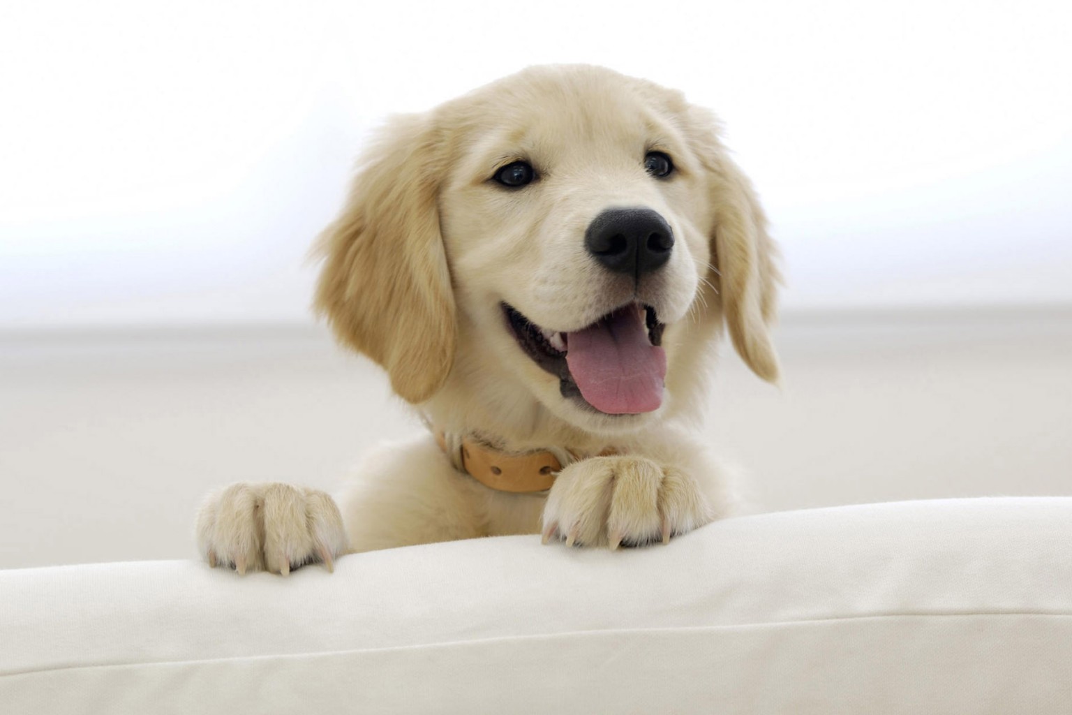 路上被小奶狗绊了一跤,小奶狗看着很可怜,实在不忍心带它回了家