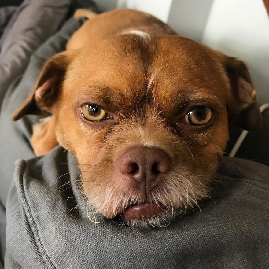 这只狗狗才是表情帝,表情丰富的堪比人类!