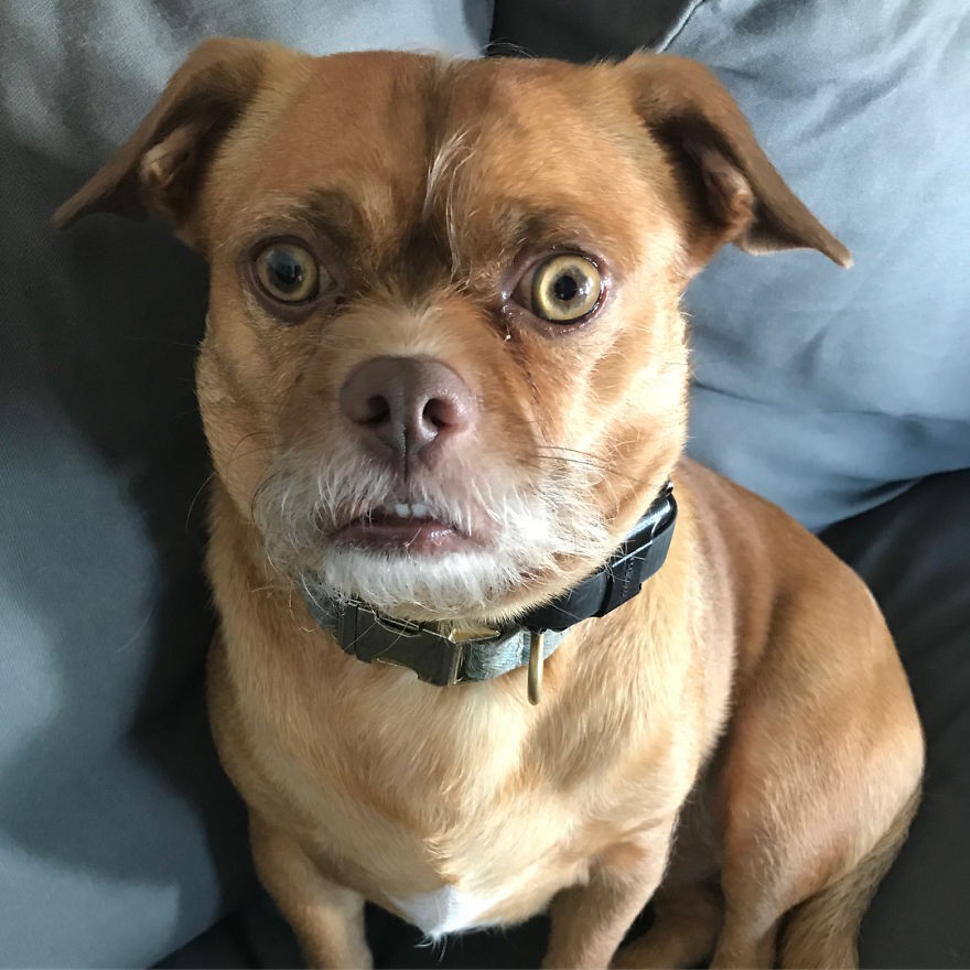 人类有人类的表情,动物也有动物的表情,今天小编整理了一组狗狗的表情