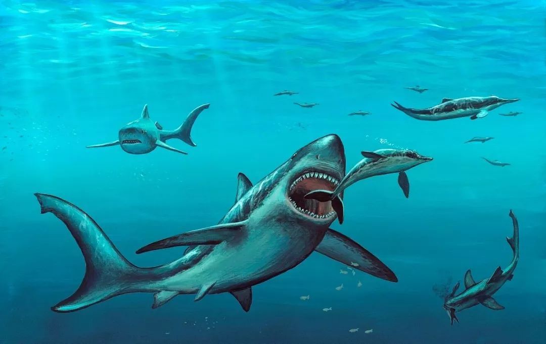 参差多态鲨亦有别请怀揣温柔与万物为善