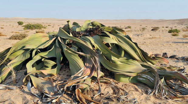被"发型"拉低了颜值的千岁兰,是如何在沙漠中存活上千年的?