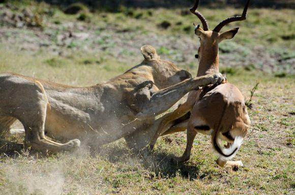 狮子艰辛捕食羚羊后,结果同伴的表现让狮子傻眼了!