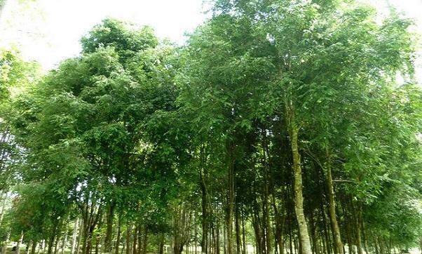 坚硬强韧像父亲一样的树铁力木的栽培技术