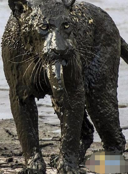 饥饿难耐的花豹跳到泥潭里捕鱼,结果上岸后却追悔莫及