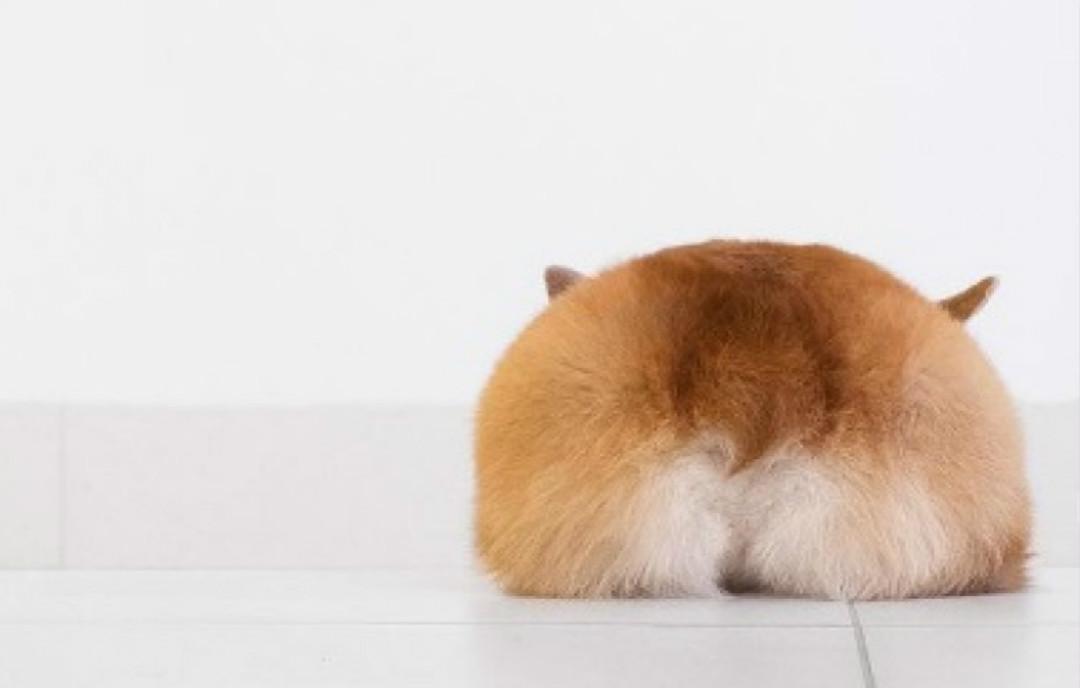 原来柯基除了小短腿还有这个, 让你欲罢不能的小屁屁