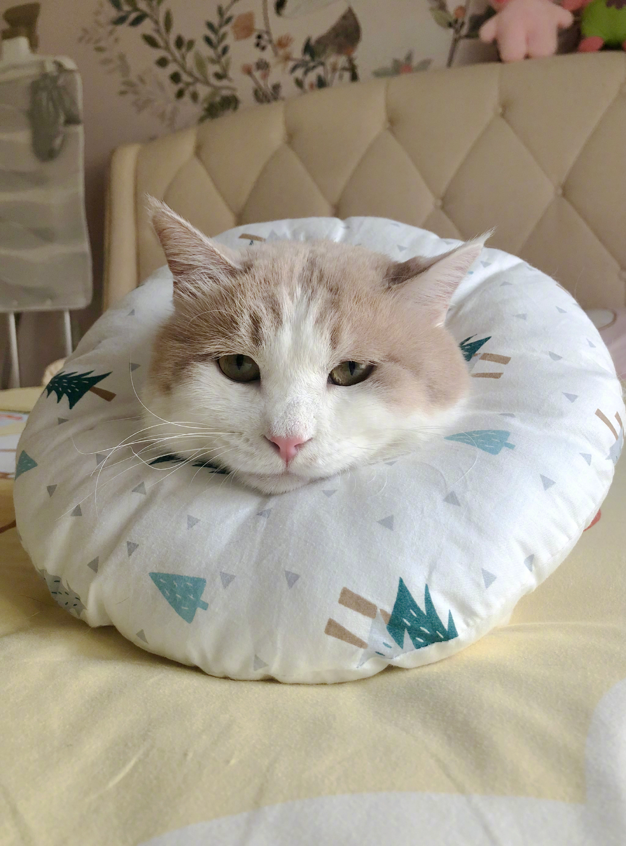 胖虎这两天一直舔自己胳膊舔得一小圈跟没毛了似的