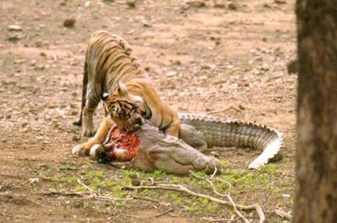 猫科动物如何捕杀鳄鱼?老虎单杀,狮子围攻,美洲豹直接咬碎头骨