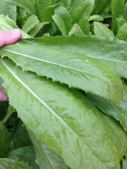 不仅好吃, 花钱还少, 三块钱不到|麻辣烫|蒿菜|高汤_新浪新闻