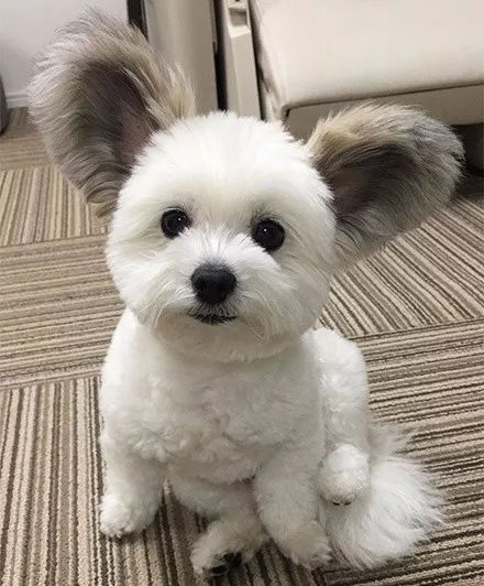 听说这是汪界最萌的一双耳朵