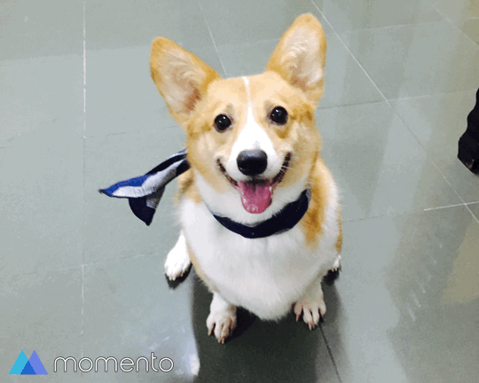 我舌头短但我腿长你见过舌头15cm的柯基吗