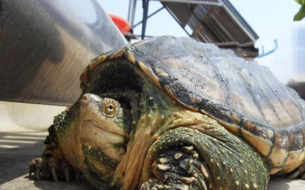 世界上十大最凶猛的龟听说第一名能跟鳄鱼有一拼