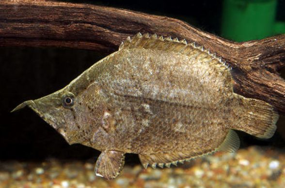 因为拥有一张可伸缩的长嘴叶鱼的捕食速度可以达到02秒