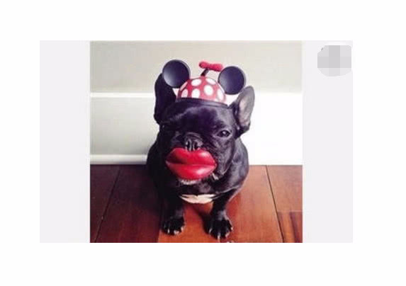 狗子偷抹女主人口红我就想试下这个色网友简直不要命了