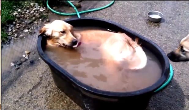 大金毛洗澡,水都浑浊了,还开心的在大盆里游泳