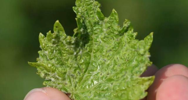 一篇文章搞定葡萄常见病虫害识别与防治方法