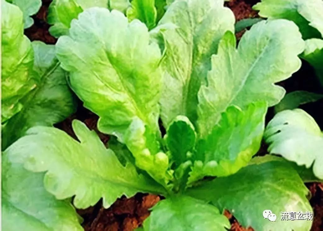 反而在长日照的条件下,茼蒿不能得到充分的生长,绿友们要注意哦～五