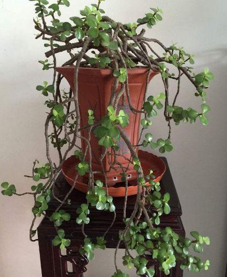 "马齿苋"是水货?每月剪1刀,6个月成"盆景",别傻傻不知道!