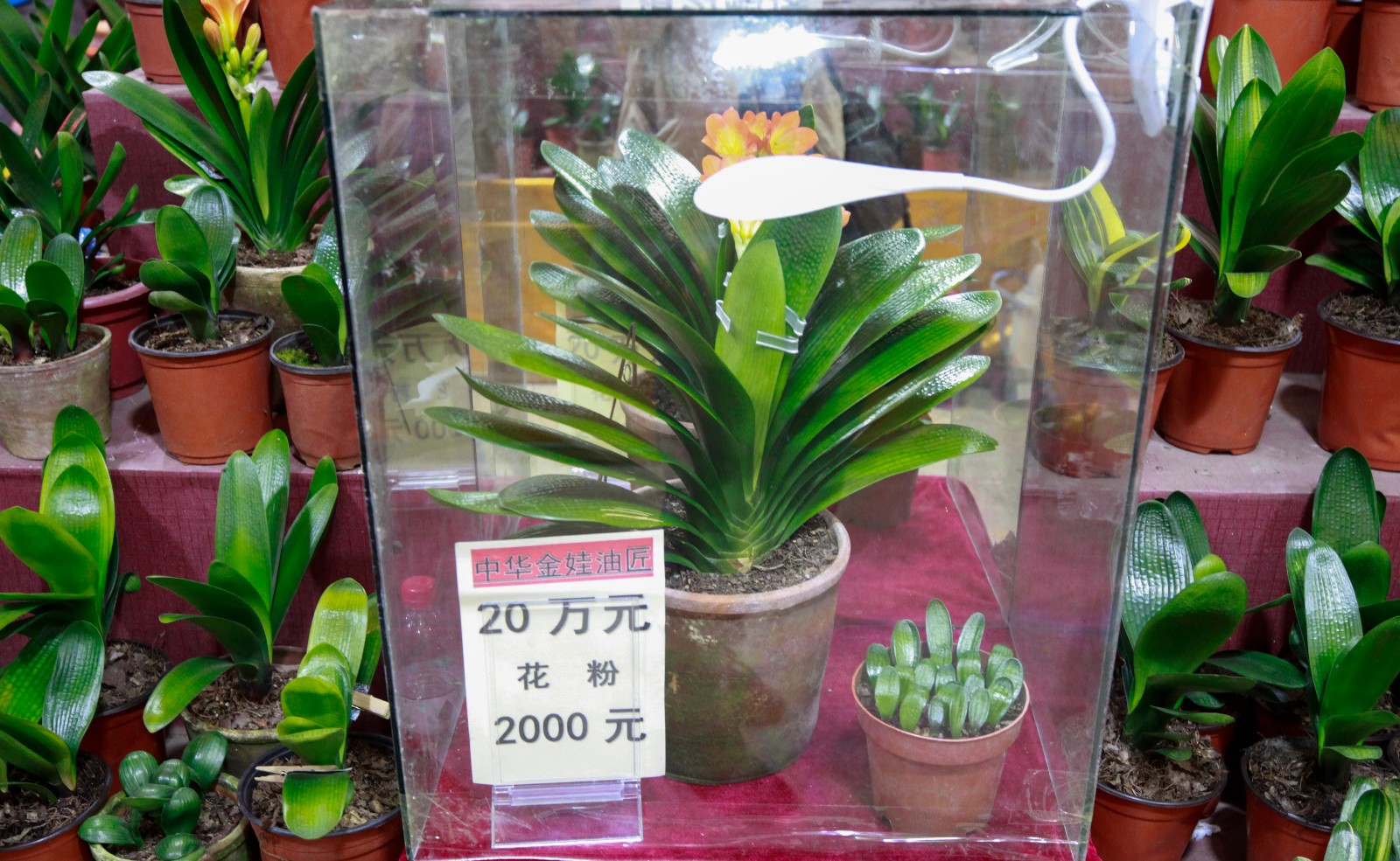 开眼了标价100万君子兰亮相沈阳引围观只敢远看不敢近摸
