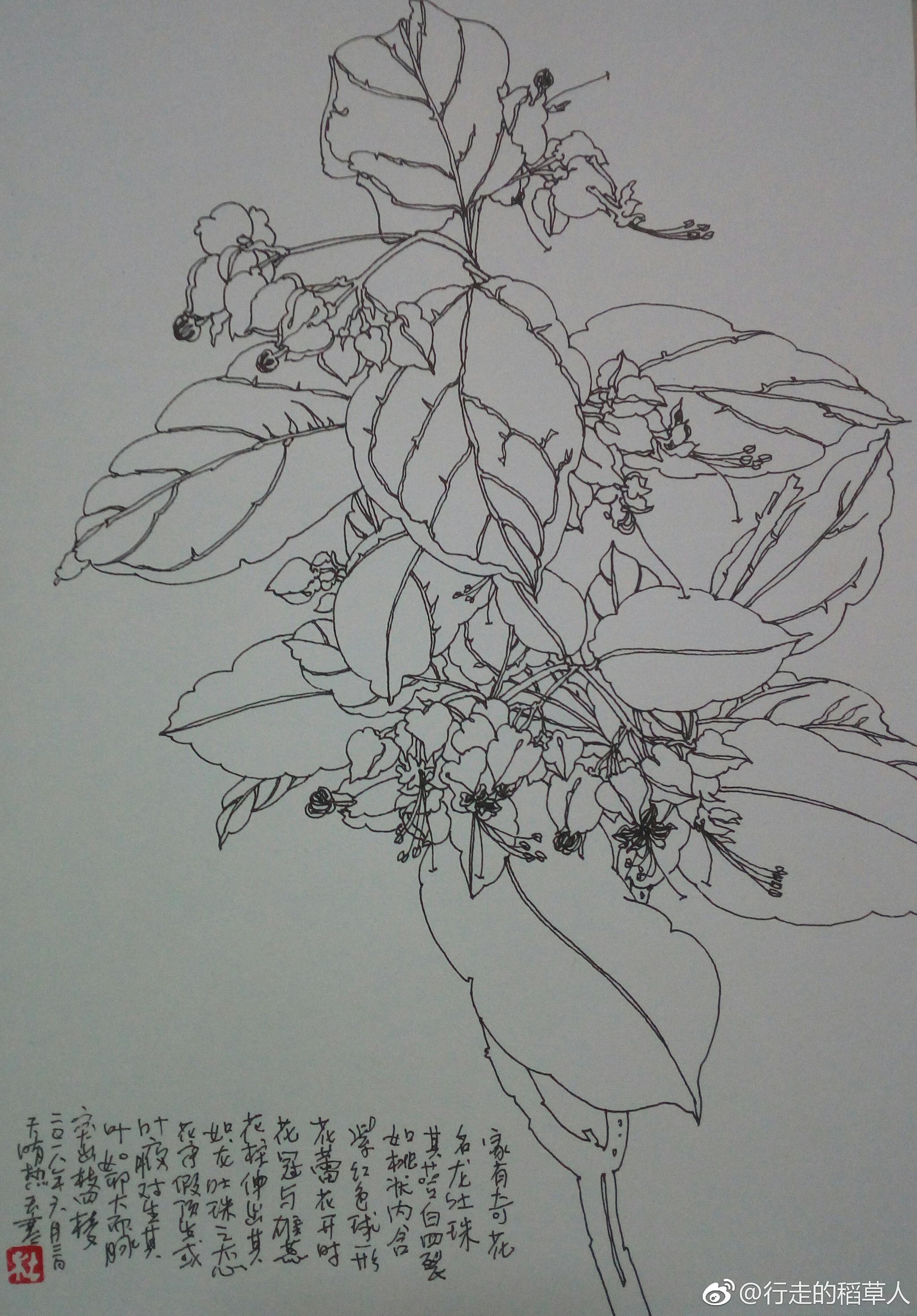 家有奇花,名龙吐珠|龙吐珠|简笔画|叶腋_新浪新闻