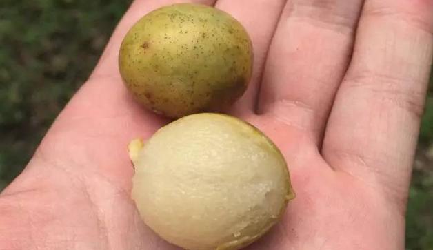 农村这种野果子味道极好! 但名字太不雅观遭人嫌弃, 你吃过吗