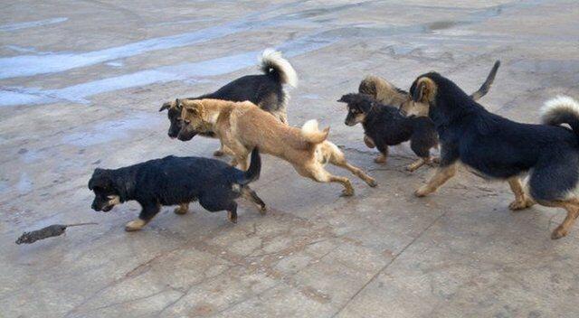 这时才把它完全咬死丢弃野外,每天狗狗们玩这个戏杀老鼠的游戏都要好