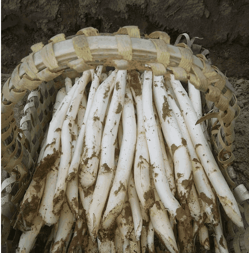 农民种白芦笋喜获丰收越细的芦笋越好吃就是不好卖