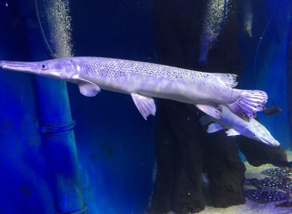 大自然淡水鱼之宽口雀鳝!